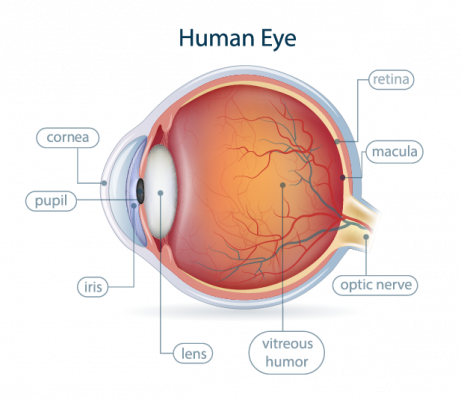 eye anatomy images
